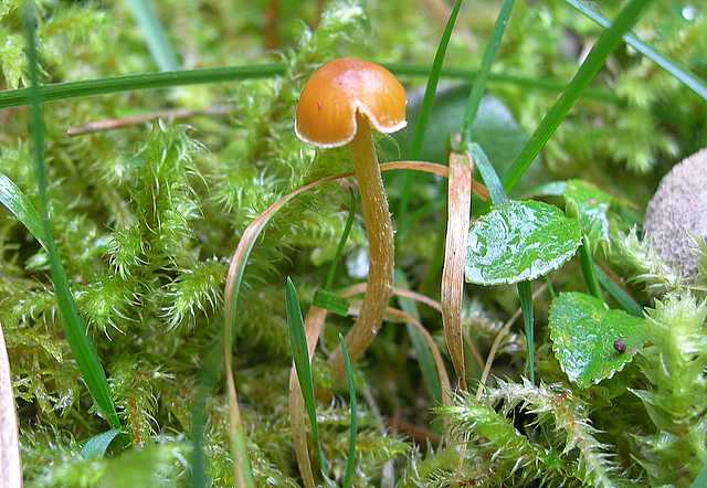 Galerina spec. Cod.: DSCN 5028